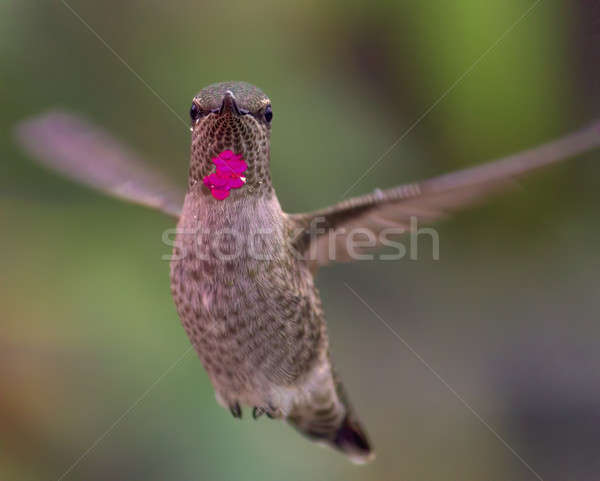Anna's Hummingbird Stock photo © Backyard-Photography