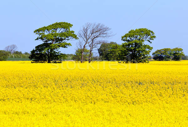 Oilseed rape blossoms Stock photo © backyardproductions
