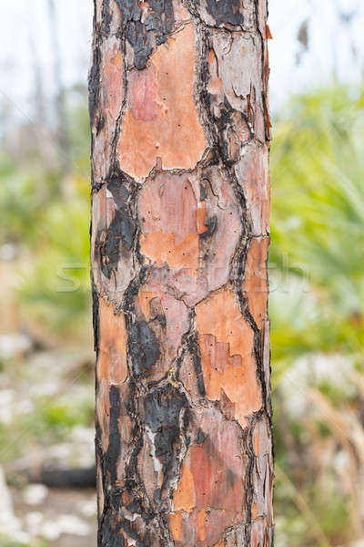 Close up of burned pine tree trunk in Florida Stock photo © backyardproductions