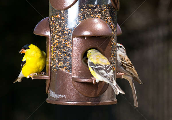 Goldfinch eating from  bird feeder Stock photo © backyardproductions
