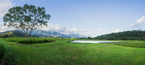 Panoramic view of Hanalei Valley in Kauai Stock photo © backyardproductions