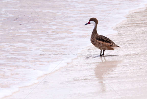 Bahama duck on sandy beach Stock photo © backyardproductions