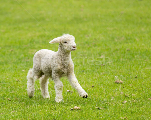 ストックフォト: かわいい · 子羊 · 草原 · ニュージーランド · 小 · ファーム