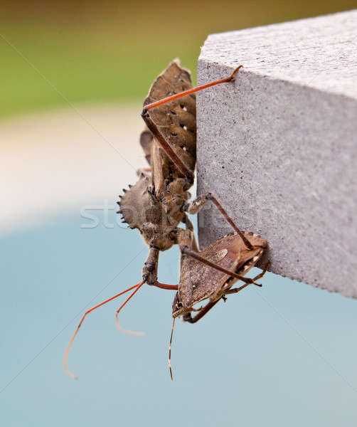 Assassin bug kills Shield bug Stock photo © backyardproductions