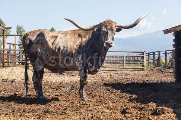 Old Longhorn bull in paddock Stock photo © backyardproductions