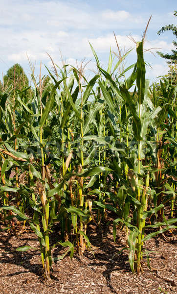 Kukurydza dorosły etanol produkcji gospodarstwa Zdjęcia stock © backyardproductions