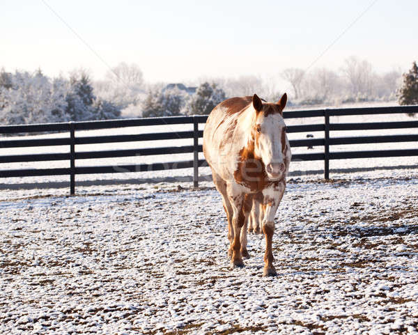 Horse walking to viewer in snow Stock photo © backyardproductions