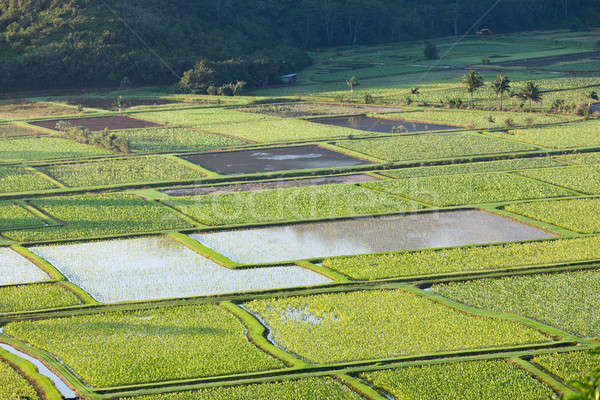 Vallei eiland natuur reizen boerderij tropische Stockfoto © backyardproductions