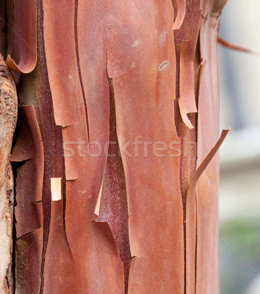 Texture pattern of peeling bark on tree Stock photo © backyardproductions