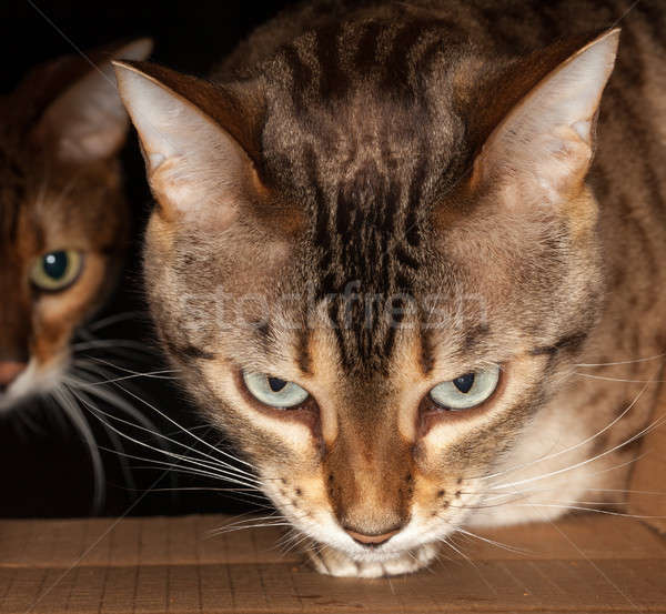 Bengal cat peering through cardboard box Stock photo © backyardproductions