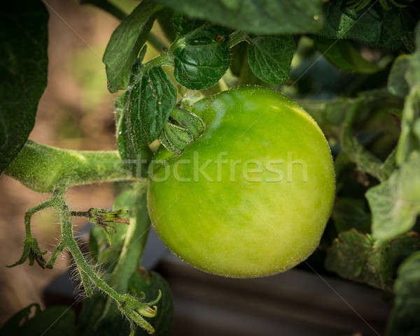 Macro image of green round tomato on plant Stock photo © backyardproductions