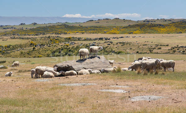 Sheep grazing on rocky land in New Zealand Stock photo © backyardproductions