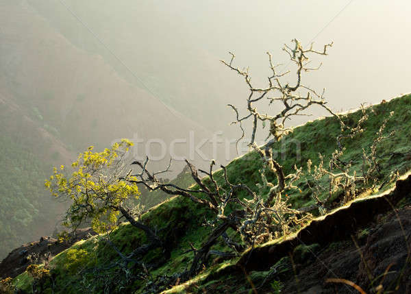 Yellow lichen on tree twigs Stock photo © backyardproductions