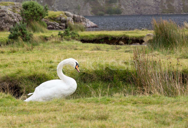 Hattyú víz Lake District fehér angol természet Stock fotó © backyardproductions