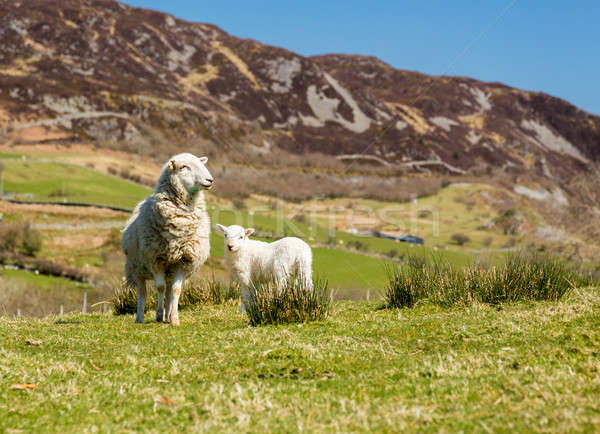 Moutons montagne ferme champs colline [[stock_photo]] © backyardproductions