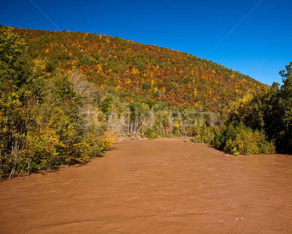 Raging flooded river Stock photo © backyardproductions