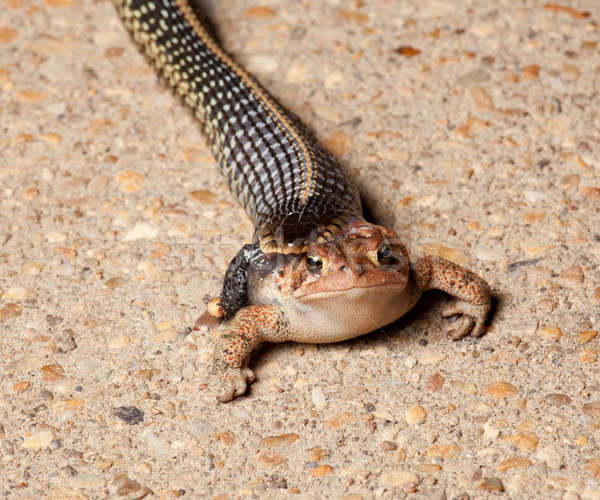 Gartner snake swallowing toad Stock photo © backyardproductions