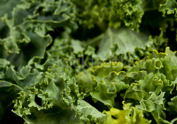 Macro shot of Kale Stock photo © backyardproductions