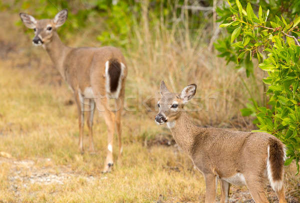Small Key Deer in woods Florida Keys Stock photo © backyardproductions