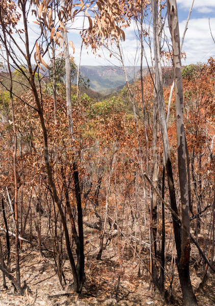 Charred trees in Blue Mountains Australia Stock photo © backyardproductions