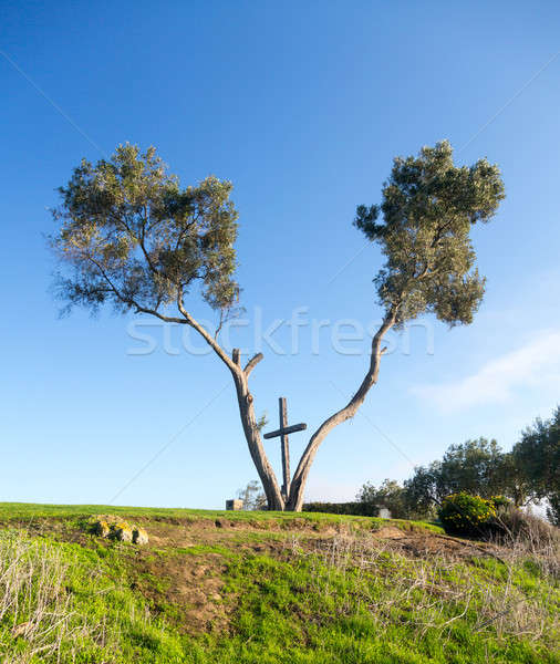 Serra Cross in Ventura California between trees Stock photo © backyardproductions