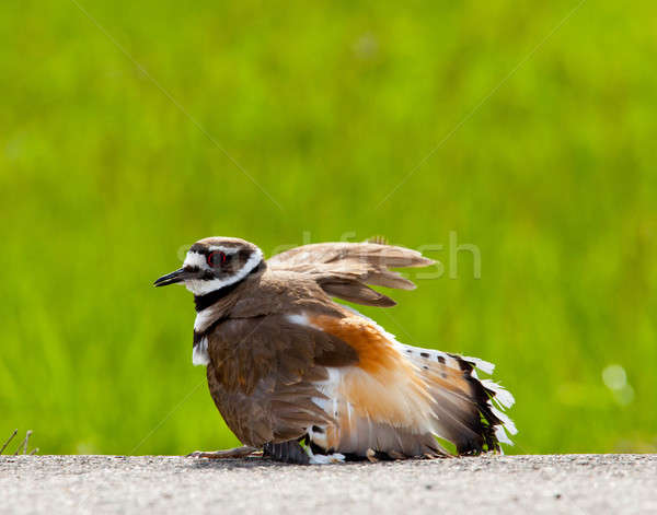 Killdeer bird warding off danger Stock photo © backyardproductions