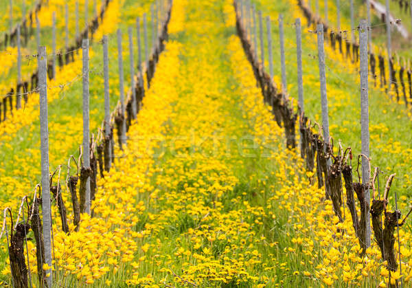 Geel turks tulp oude wijnstok Stockfoto © backyardproductions
