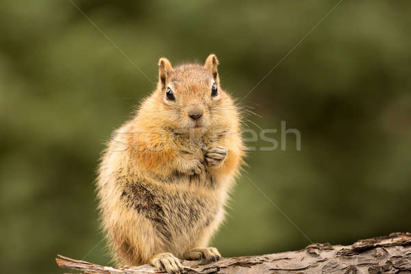 Bonitinho chipmunk bem nozes sementes amigável Foto stock © backyardproductions