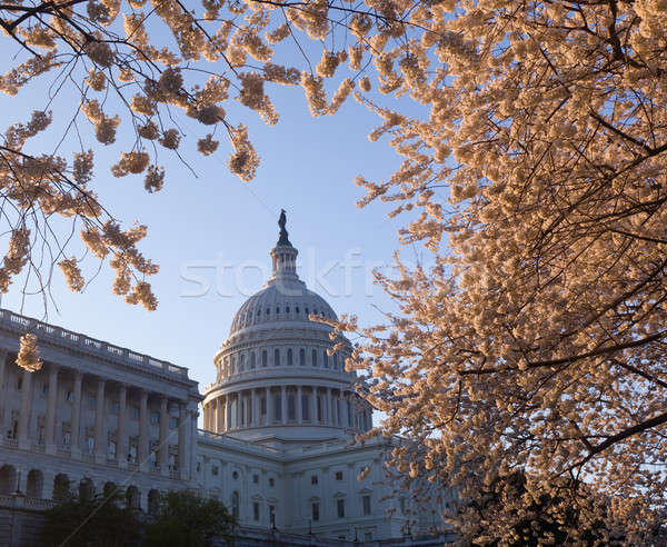 Sunrise at Capitol with cherry blossoms framing the dome Stock photo © backyardproductions