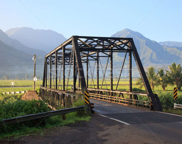 Taro plants at Hanalei Bridge Stock photo © backyardproductions