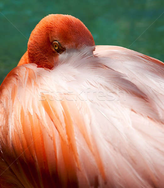 Eye of the Flamingo Stock photo © backyardproductions