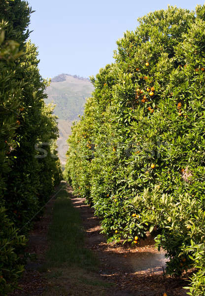 Oranges growing in orchard Stock photo © backyardproductions