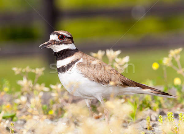 Killdeer bird defending its nest Stock photo © backyardproductions