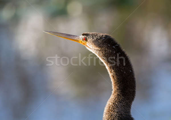 Close up of Anhinga bird in Everglades Stock photo © backyardproductions