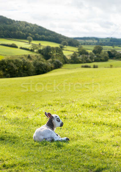 Black and white lamb in meadow Stock photo © backyardproductions