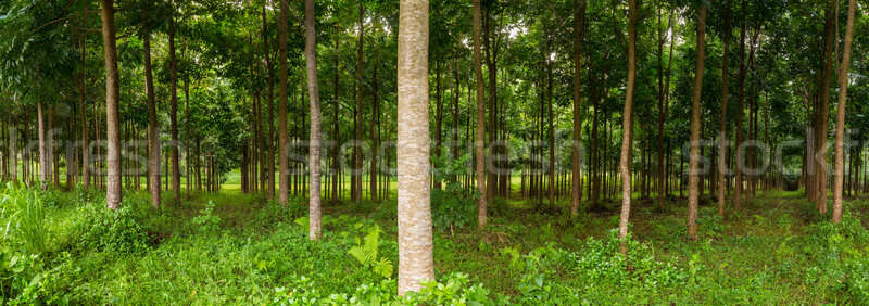 Mahonie plantage Hawaii panorama bomen Stockfoto © backyardproductions