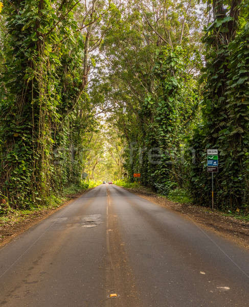 Famous Tree Tunnel of Eucalyptus trees Stock photo © backyardproductions