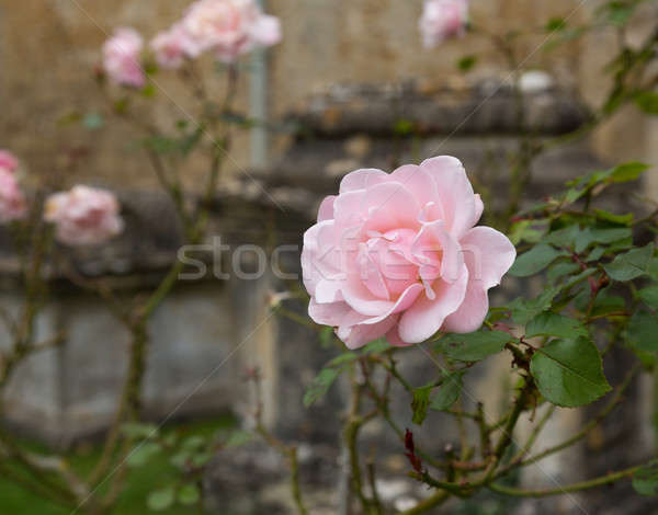 Pink rose in graveyard in Bibury Stock photo © backyardproductions