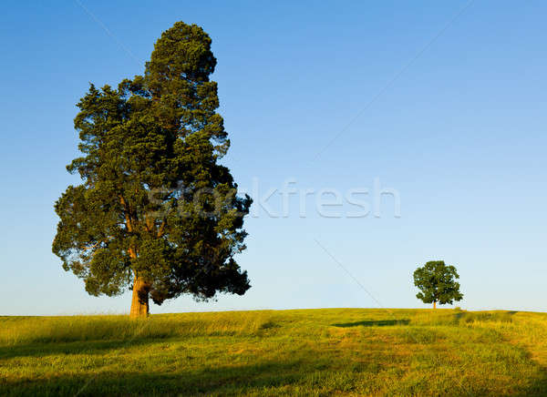 Large tree dominates small tree on hillside Stock photo © backyardproductions