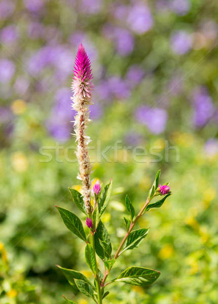 Red hot poker plant in tropical garden Stock photo © backyardproductions