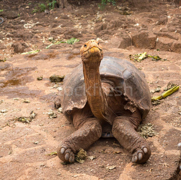 Large Galapagos giant tortoise Stock photo © backyardproductions