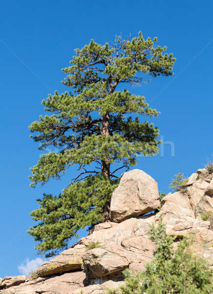 Lone Ponderosa Pine at Turtle Rocks Colorado Stock photo © backyardproductions