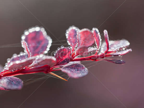 Berberis bush on frosty morning Stock photo © backyardproductions