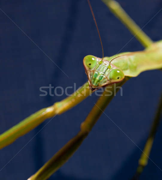 Imádkozik sáska fej közelkép rovar szem Stock fotó © backyardproductions