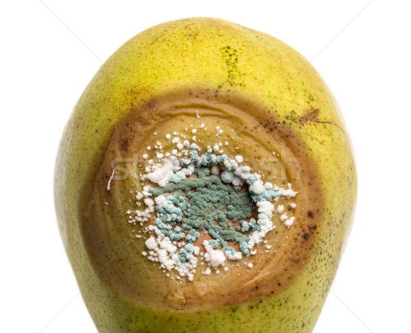 Close up of fungus growing on pear Stock photo © backyardproductions