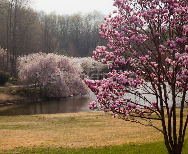 Magnolie cadre Washington colorat copac Imagine de stoc © backyardproductions