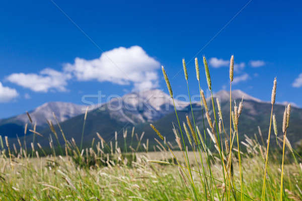 Farmyard and grasses by Mt Princeton CO Stock photo © backyardproductions