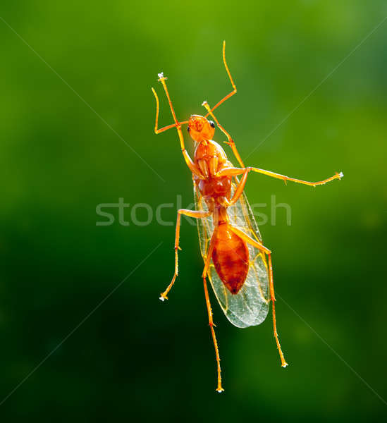 Male worker carpenter ant from below Stock photo © backyardproductions