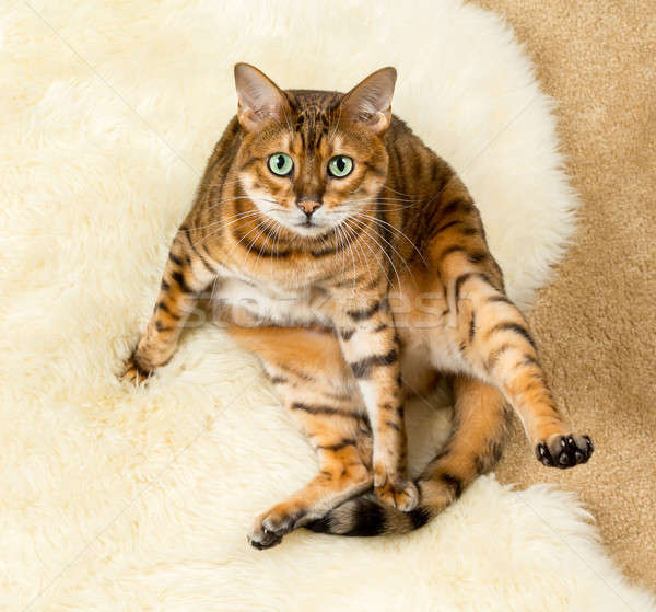 Pomarańczowy brązowy bengalski kot wełny dywan Zdjęcia stock © backyardproductions