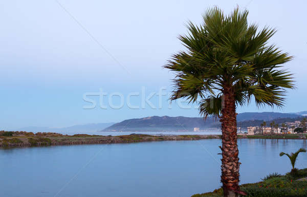 Восход Калифорния Palm рассвета туманный день Сток-фото © backyardproductions